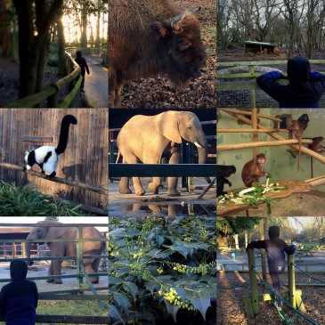 Out & about with Penguin: Howletts Wild Animal Park - Sensational Learning with Penguin #autistic #fieldtrip #homeed #homeschool #learningdifferences #