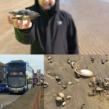 Back to the Beach, by Bus! - Sensational Learning with Penguin